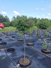 Image result for Syringa meyeri ´Palibin