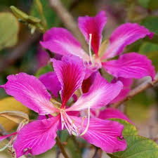 Image result for Bauhinia monandra