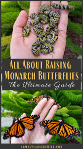 As a french poet once pointed out, butterflies are flying flowers, and flowers are tethered butterflies. here are some of the best plants that attract butterflies! 87 Butterfly Attractors Ideas Butterfly Garden Butterfly Hummingbird Garden