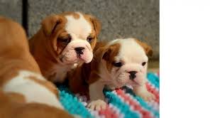 Their breeding program is centered around all aspects of the bulldog standard which. English Bulldog Puppies For Sale Califonia For Sale Santa Barbara Pets Dogs