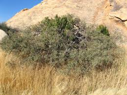 Image result for Croton gratissimus