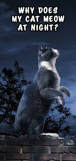 Cats that are going blind have trouble seeing at night, which may cause distress and thus meowing. Why Is My Cat Meowing At Night Reasons And Solutions For Night Time Crying