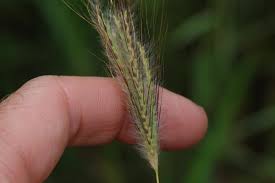 Image result for Dichanthium sericeum