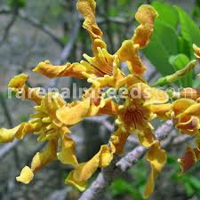 Image result for Strophanthus eminii