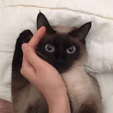 San S Cat Cats Cute Animals Animals
