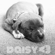 6 Week Black And White Pitbull Puppy Pin On Daisy And Max