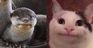 Singapore Has Its Own Version Of Polite Cat It S The Polite Otter Culture
