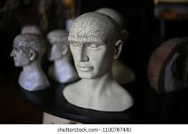 Phrenology Head Busts Stock Photo 1100787437