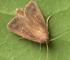 Image result for Photedes morrisii