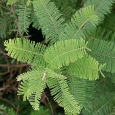 Image result for Cryptocarya transvaalensis