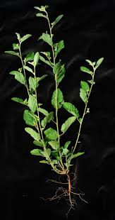 Image result for Waltheria indica