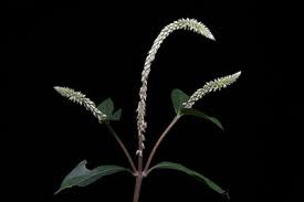 Image result for Cyathula lanceolata