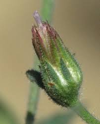 Image result for Pseudoconyza viscosa