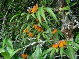 Image result for Englerina