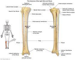 This lengthy bone connects with the knee at one finish and the ankle on the different. Anatomy Bones Anatomy Medical Anatomy