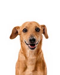 I got a fun update from Morty's mom the other day! Morty was with us almost  a year ago and was a super challenging case. He was about 10 years old when