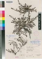 Image result for Laurembergia repens