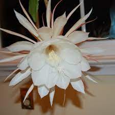 Jul 05, 2021 · this is also sometimes known as 'the honolulu queen flower'; How To Grow Night Blooming Cereus Dengarden