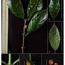 Image result for Lasianthus kilimandscharicus