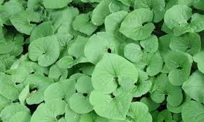 We did not find results for: Perennial Ground Covers For Shady Gardens