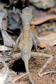 Miracle Of Birth: Garden Lizard'S Egg Laying In Close-Up - Youtube
