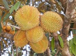 Durian montong adalah jenis durian yang paling terkenal di indonesia. Durian Merah Fakta Unik Dan Manfaatnya Yang Wajib Anda Tahu