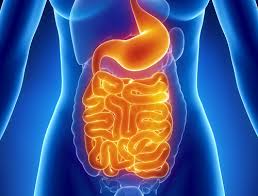 Resultado de imagen para imagen imagen de la digestion