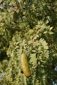 Image result for Albizia gummifera