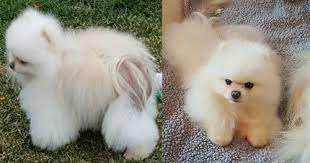 Bsd Black Skin Disease Pomeranian Information Center