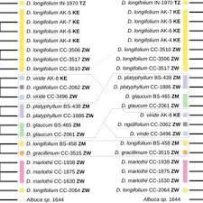 Image result for Dipcadi marlothii