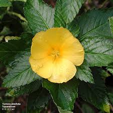 Image result for Turneraceae