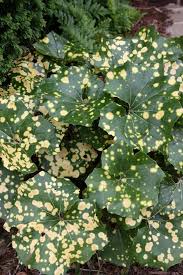 Image result for Farfugium japonicum
