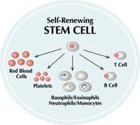 A major advantage of cord blood is that the. What Is Cord Blood And Cord Blood Banking Cryo Cell