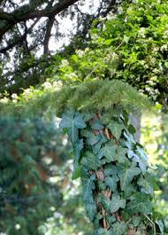 Or unsafe because the weed is interwoven with valued indigenous plants. Clematis And Ivy Control Emswcd