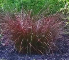 Image result for Cyperus tenuiculmis