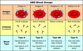 4 3 Theoretical Genetics Bioninja