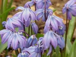 Image result for Scilla benguellensis