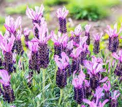 라벤더 꽃 피는 정원에서 로열티 무료 사진, 그림, 이미지 그리고 스톡포토그래피. Image 33042729