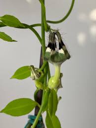 Image result for Ceropegia nilotica