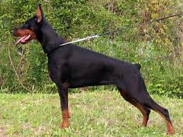 Doberman Elityavru Com