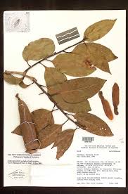Image result for Lecythidaceae