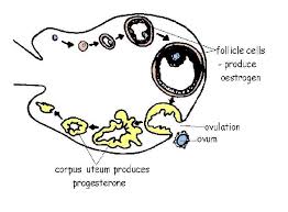 We did not find results for: 13 12 Reproductive System Worksheet Answers Medicine Libretexts