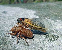 Find & download free graphic resources for cicada bug. They Re Back Count On The Cicada To Soon Be A Part Of Your Springtime Experience Usda