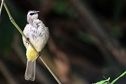 Suara burung trucukan ropel panjang. Merbah Cerukcuk Wikipedia Bahasa Indonesia Ensiklopedia Bebas