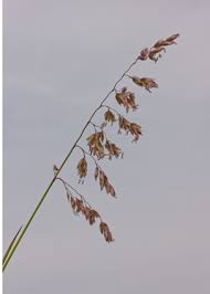 Image result for Anthoxanthum nivale