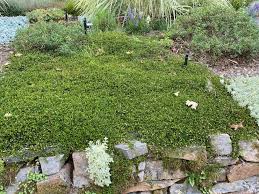 Image result for Lysimachia tenuicaulis