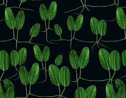 Image result for Halophila ovalis