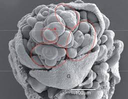 Image result for Courtoisina assimilis