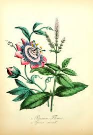 Maybe you would like to learn more about one of these? Vintage Passion Flower Drawings And Botanical Illustrations Picture Box Blue