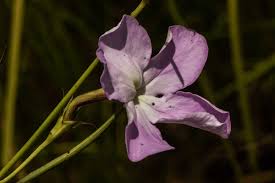 Image result for Cycnium